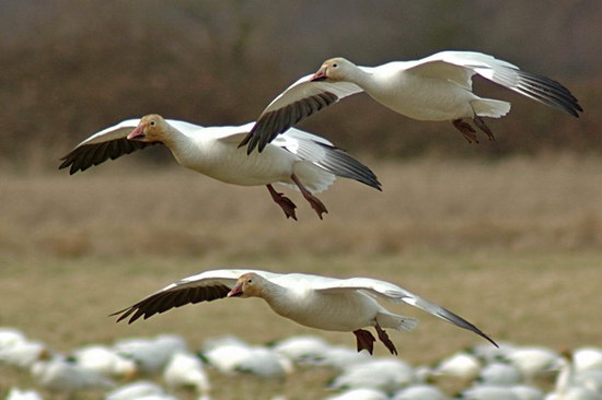 охота на гуся на крайнем севере якутии